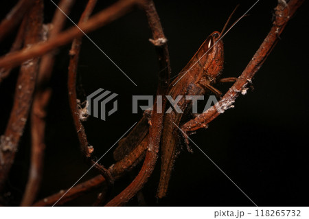 Cricket, macro of cricket on green leaf , cricket on stick,  in rain season  118265732