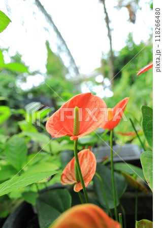 夢の島熱帯植物園 118266480