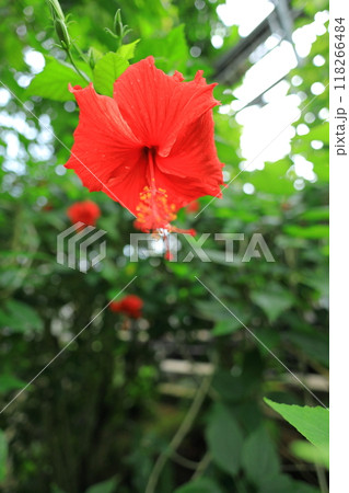 夢の島熱帯植物園 118266484