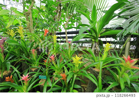 夢の島熱帯植物園 118266493