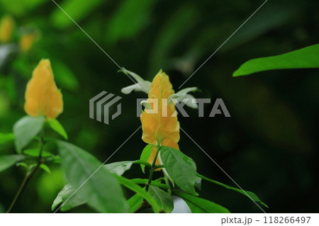 夢の島熱帯植物園 夢の島熱帯植物園 118266497
