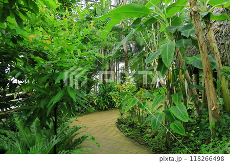 夢の島熱帯植物園 118266498