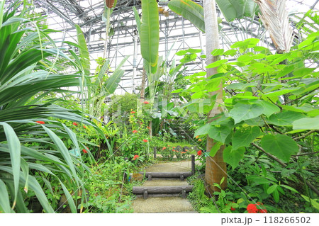 夢の島熱帯植物園 118266502