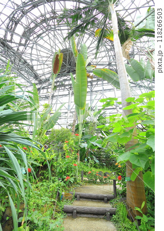 夢の島熱帯植物園 118266503