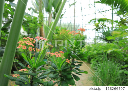 夢の島熱帯植物園 118266507