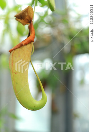 夢の島熱帯植物園 夢の島熱帯植物園 118266511