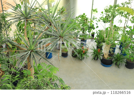 夢の島熱帯植物園 夢の島熱帯植物園 118266516