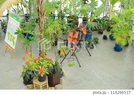 夢の島熱帯植物園 夢の島熱帯植物園 118266517