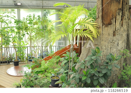 夢の島熱帯植物園 118266519