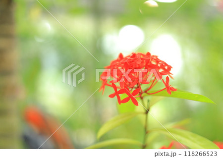 夢の島熱帯植物園 118266523