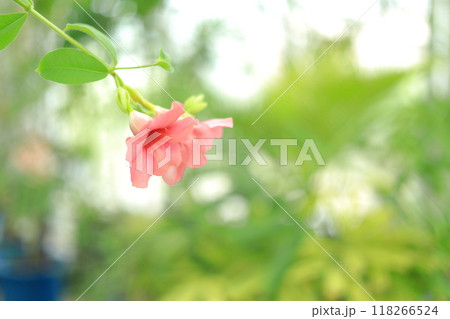 夢の島熱帯植物園 夢の島熱帯植物園 118266524