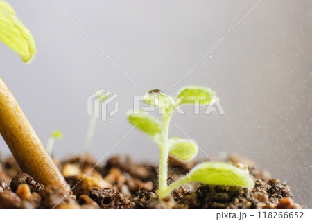 アロマティカスの新芽のイメージ 118266652