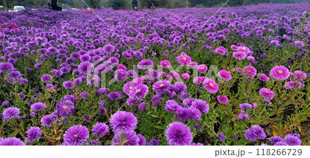 colorful flowers in the garden 118266729