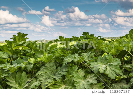 Heracleum Sosnowskyi contain the intense toxic allergen furanocoumarin Heracleum Sosnowskyi contain the intense toxic allergen furanocoumarin 118267187