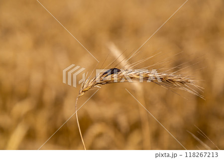 Rye with ergot fungus in the field Rye with ergot fungus in the field 118267213