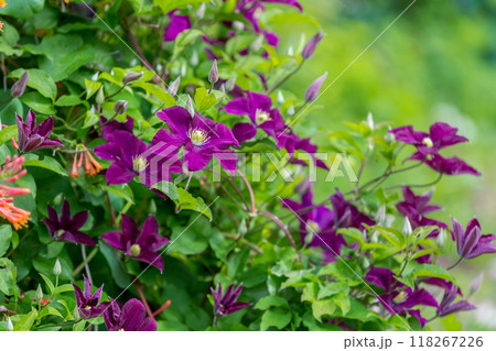 The abundant clematis Niobe of dark violet purple color with a large flower in the garden. 118267226