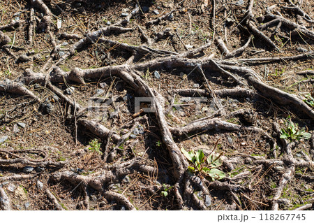 A large collection of tree roots is sprawling across the ground A large collection of tree roots is sprawling across the ground 118267745