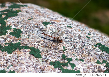 A beautiful dragonfly is delicately perched on a rock covered in green paint 118267751