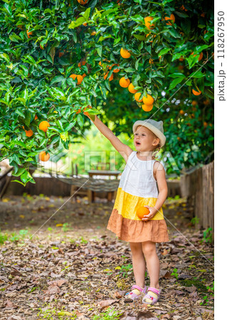 Little girl picking fresh ripe oranges in sunny orange tree garden in Turkey 118267950