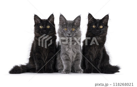 Maine Coon cat kittens on white background Maine Coon cat kittens on white background 118268021