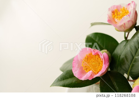 椿 - 3:2 118268108
