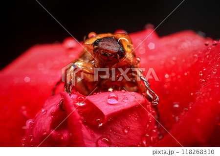 Macro photography of Scarab Beetle on Rose pollen with water drop 118268310