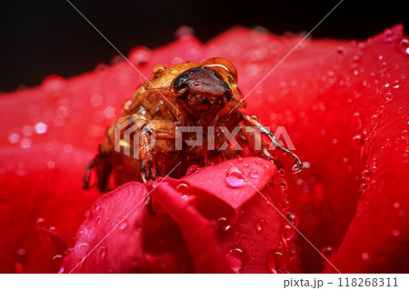 Macro photography of Scarab Beetle on Rose pollen with water drop 118268311