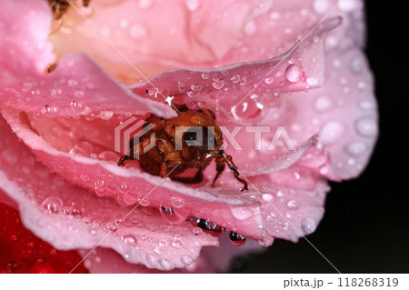 Macro photography of Scarab Beetle on Rose pollen with water drop Macro photography of Scarab Beetle on Rose pollen with water drop 118268319