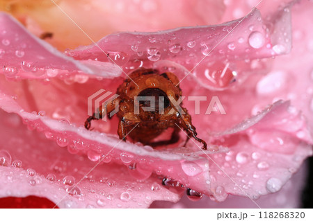 Macro photography of Scarab Beetle on Rose pollen with water drop Macro photography of Scarab Beetle on Rose pollen with water drop 118268320