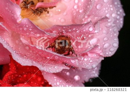 Macro photography of Scarab Beetle on Rose pollen with water drop 118268321