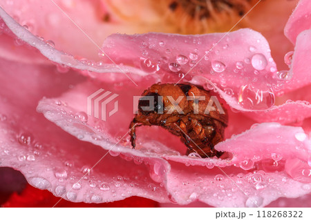 Macro photography of Scarab Beetle on Rose pollen with water drop 118268322