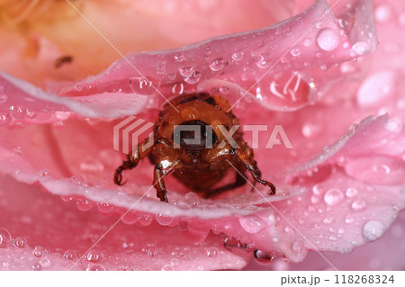 Macro photography of Scarab Beetle on Rose pollen with water drop Macro photography of Scarab Beetle on Rose pollen with water drop 118268324