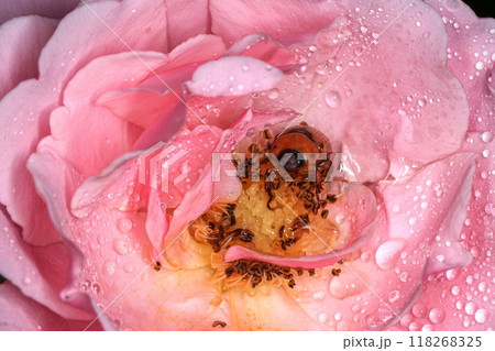 Macro photography of Scarab Beetle on Rose pollen with water drop Macro photography of Scarab Beetle on Rose pollen with water drop 118268325