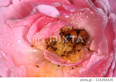 Macro photography of Scarab Beetle on Rose pollen with water drop Macro photography of Scarab Beetle on Rose pollen with water drop 118268326