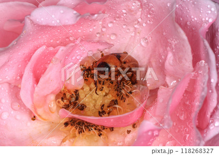 Macro photography of Scarab Beetle on Rose pollen with water drop Macro photography of Scarab Beetle on Rose pollen with water drop 118268327