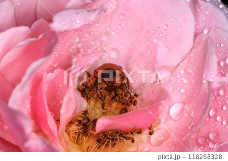Macro photography of Scarab Beetle on Rose pollen with water drop 118268328