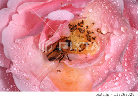 Macro photography of Scarab Beetle on Rose pollen with water drop 118268329