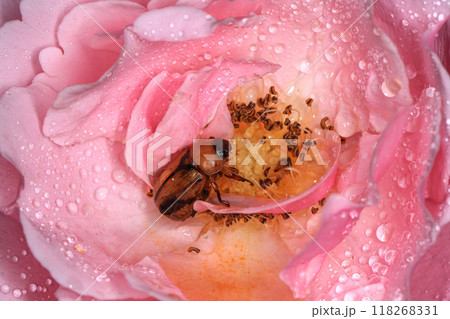 Macro photography of Scarab Beetle on Rose pollen with water drop 118268331