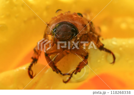 Macro photography of Scarab Beetle on Rose pollen with water drop 118268338