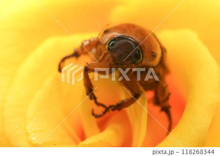 Macro photography of Scarab Beetle on Rose pollen with water drop 118268344