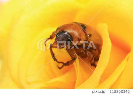 Macro photography of Scarab Beetle on Rose pollen with water drop Macro photography of Scarab Beetle on Rose pollen with water drop 118268346