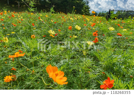 みちのく公園のコスモス Cosmos flower in Michinoku park 118268355