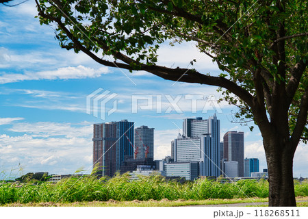 川崎市　武蔵小杉のタワーマンション群と桜並木の風景 118268511