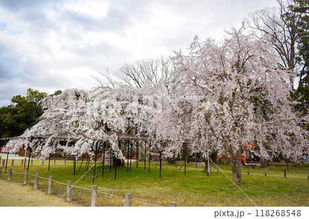 【春の京都観光】上賀茂神社のシダレザクラ【パワースポットとお花見】 【春の京都観光】上賀茂神社のシダレザクラ【パワースポットとお花見】 118268548