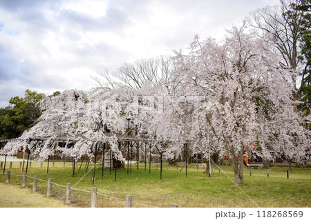 【春の京都観光】上賀茂神社の枝垂れ桜【パワースポットとお花見】 118268569