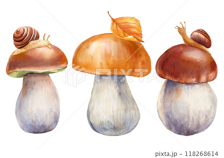 Boletus mushroom with a snail and a yellow leaf, set against a white, Watercolor illustration isolated background Boletus mushroom with a snail and a yellow leaf, set against a white, Watercolor illustration isolated background 118268614