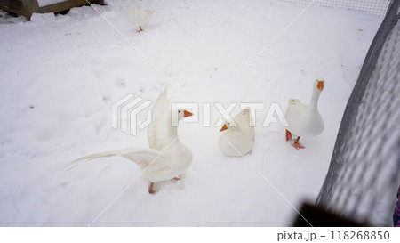 A white goose flaps its wings on a winter day against the background of hay. Geese walk in winter on a poultry farm. Ducks walk around the farm in winter. A goose flaps its wings outdoors in winter. 118268850