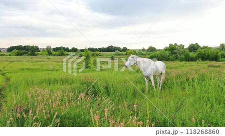White Horse at Sunset eating grass. White thoroughbred horse in a summer meadow after rain. White Horse at Sunset eating grass. White thoroughbred horse in a summer meadow after rain. 118268860