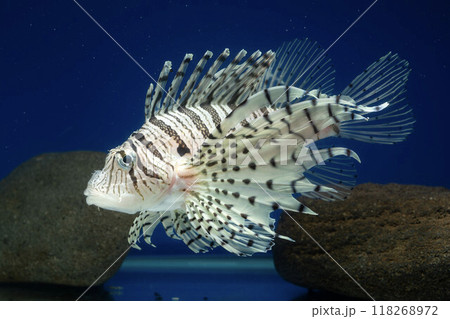 ミノカサゴ カサゴ Lionfish ミノカサゴ カサゴ Lionfish 118268972