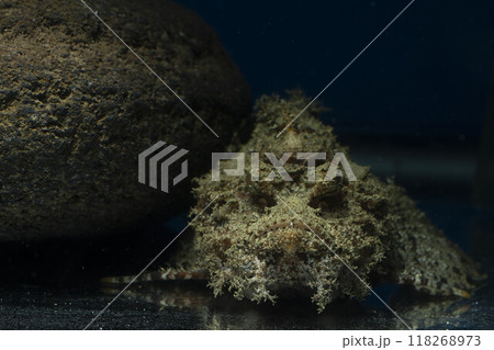 オニオコゼ　オコゼ　魚　海水魚　毒魚　虎魚　鬼虎魚 118268973